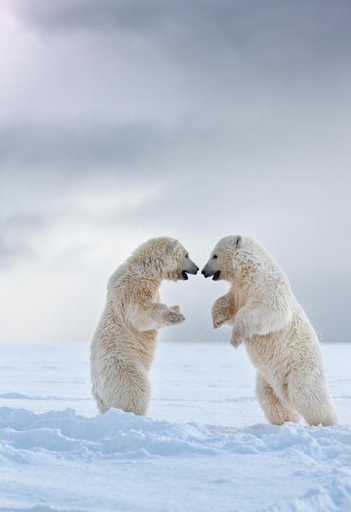 Photo:  white bears